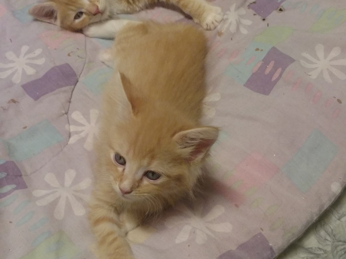 Concord; One pirate’s&nbsp;perspective