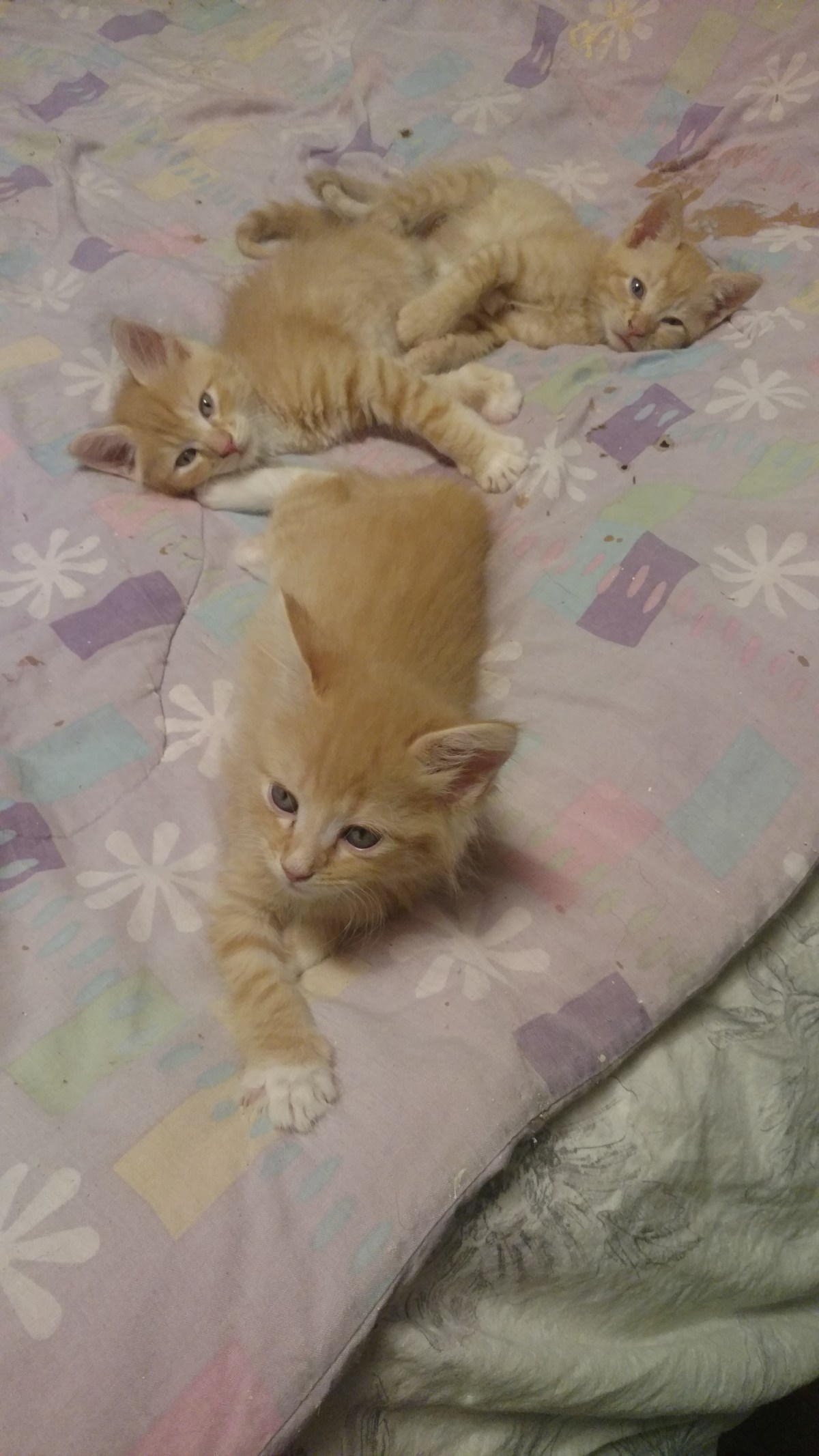 Concord; One pirate’s&nbsp;perspective